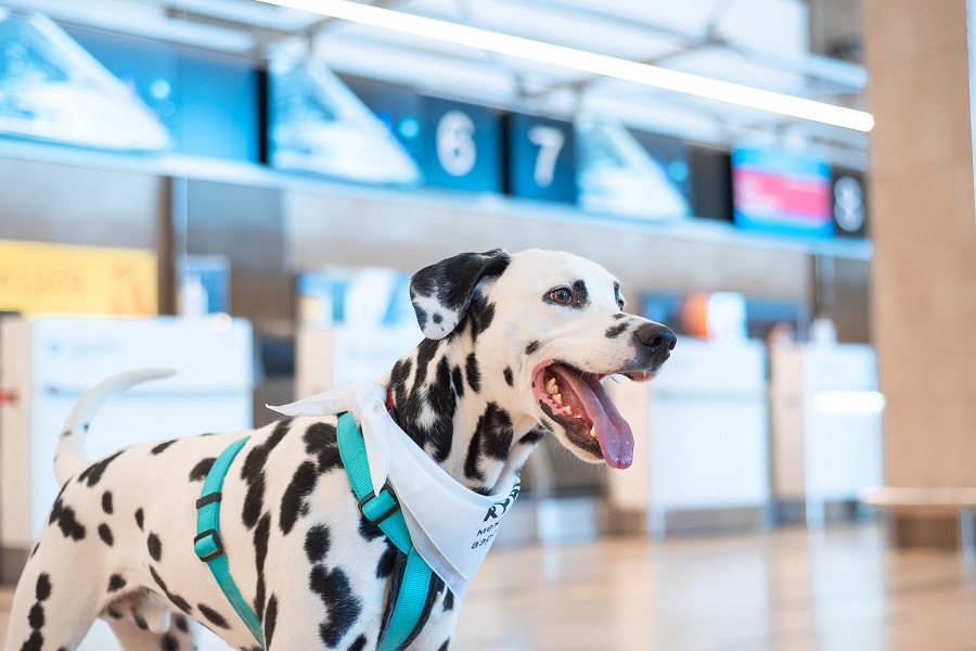 Аэропорт Красноярск запустил проект «Собака эмоциональной поддержки»