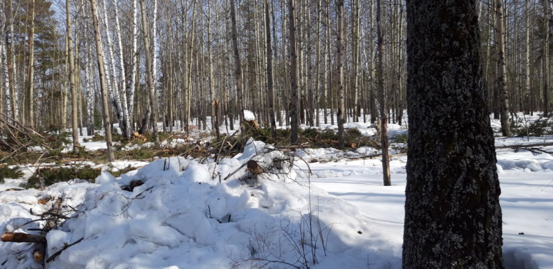 Черный лесоруб из Ачинска уничтожил деревьев на почти 1 млн рублей