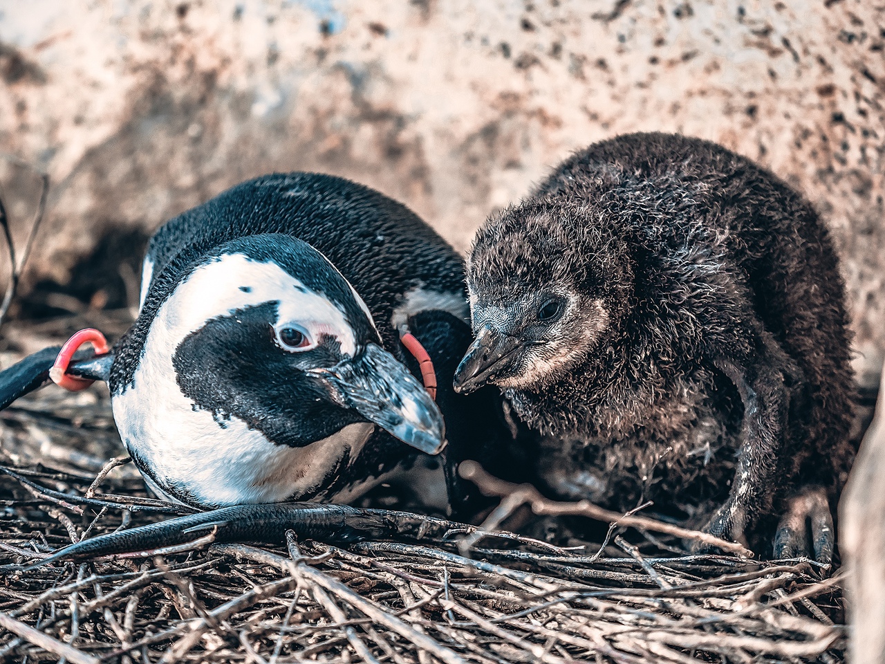 Красноярцы могут выбрать имя для пингвиненка в парке «Роев ручей»