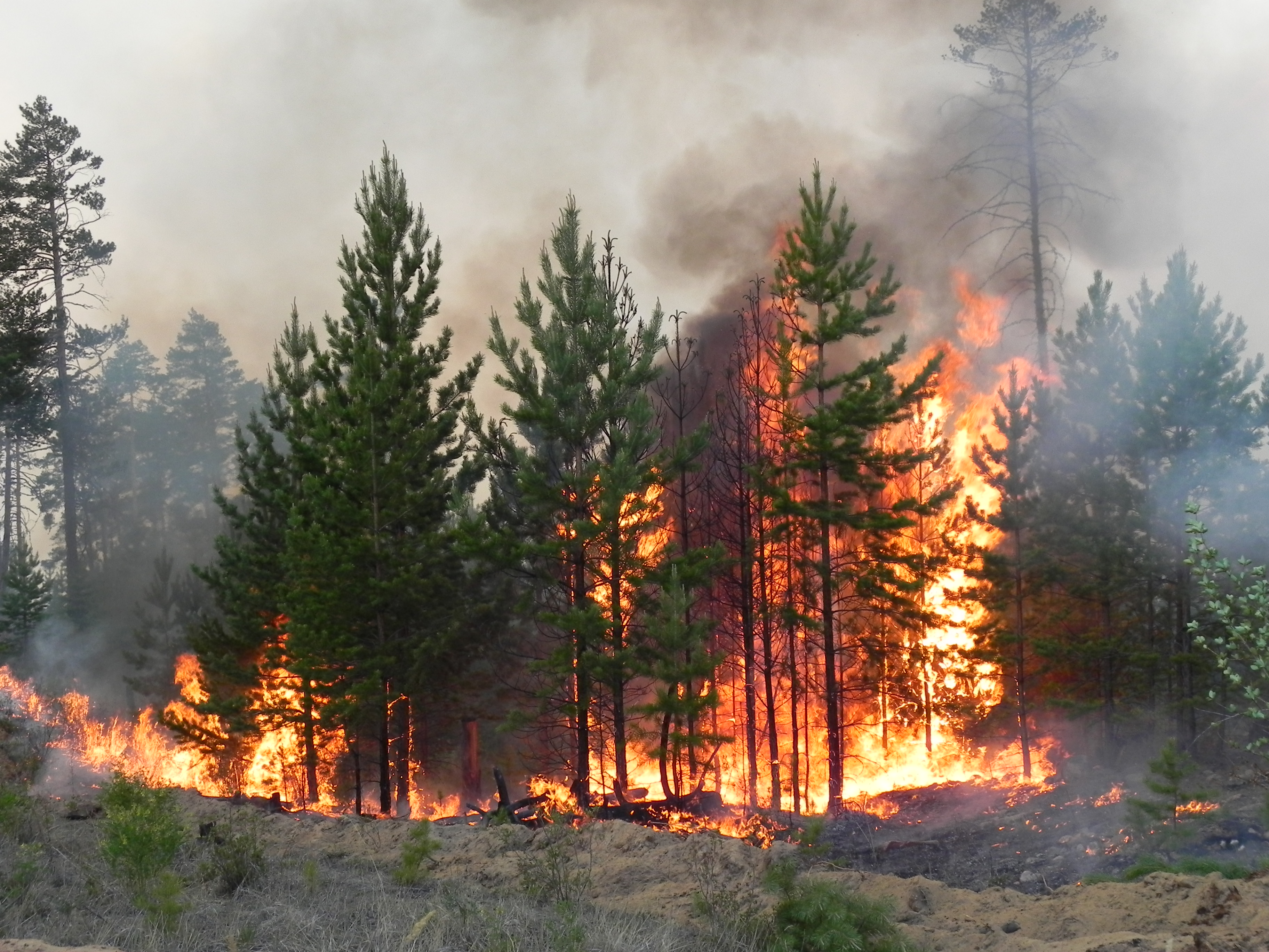 За длинные выходные в Красноярском крае ликвидировали 20 лесных пожаров