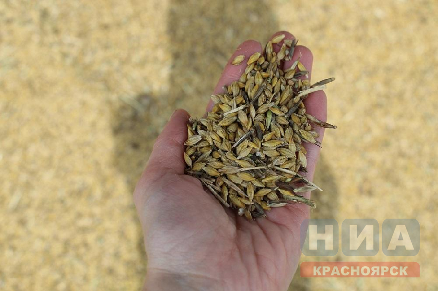 Краевые аграрии собрали на 400 тысяч тонн зерна больше, чем в прошлом году