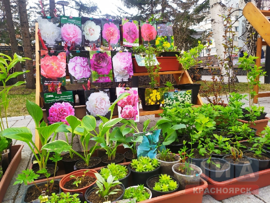 С 3 мая в центре Красноярска начнут продавать цветы