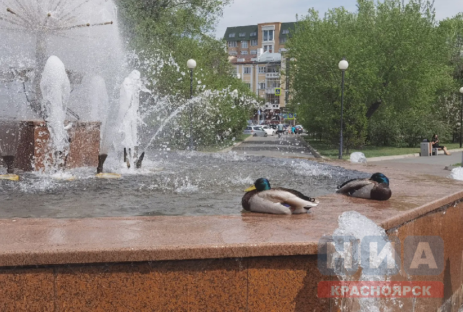 Три дождя красноярск. Красноярск экология. Когда будет самый жаркий день. Человек при пасмурной погоде. Фото Красноярска ночной летний.