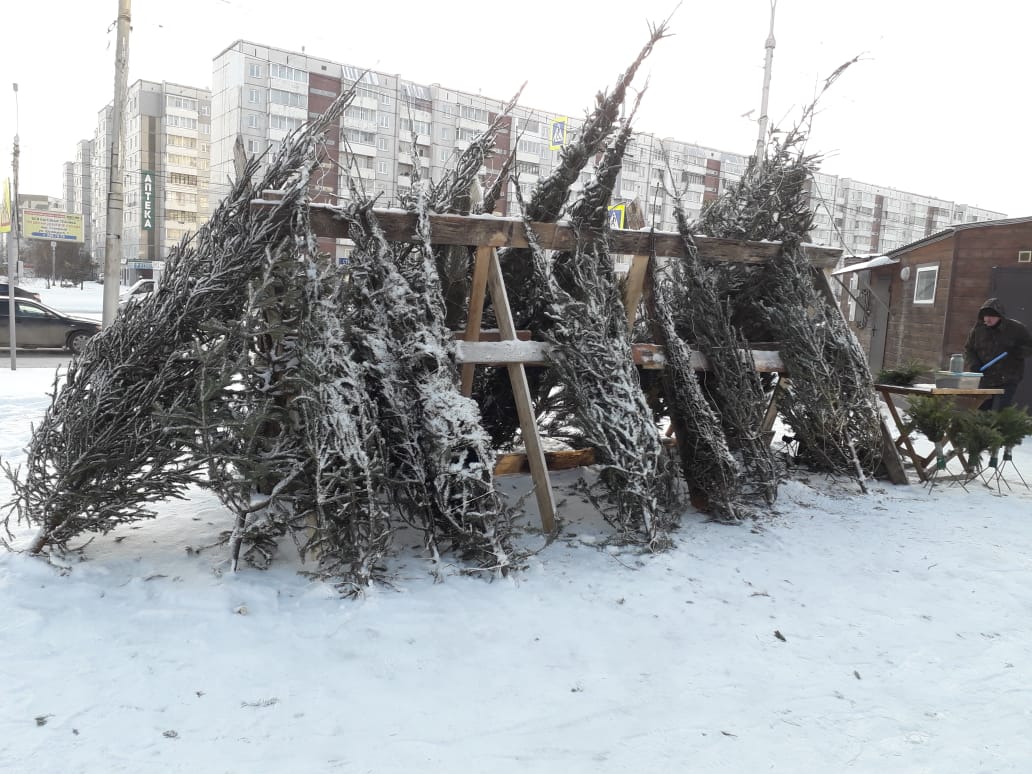 После новогодних праздников красноярцы смогут сдать елки для полезной утилизации
