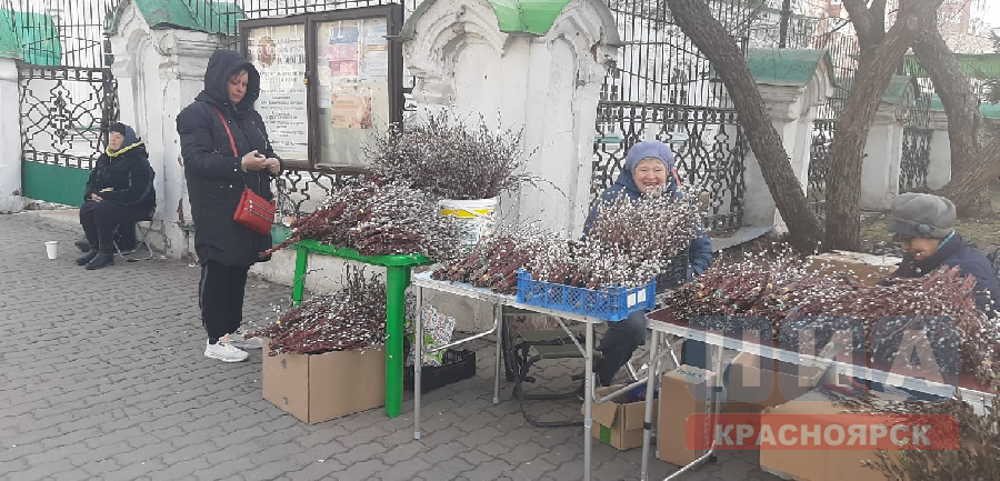В Красноярске начали продавать вербу