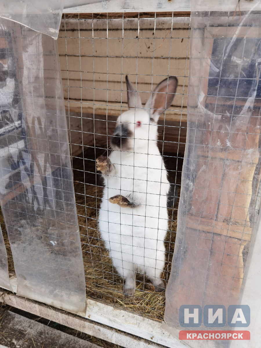 Депутат Госдумы призывает не использовать живых кроликов в новогодних развлекательных мероприятиях