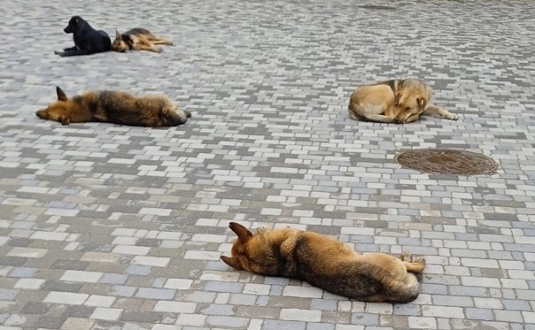 В Красноярском крае предлагают узаконить эвтаназию бездомных собак