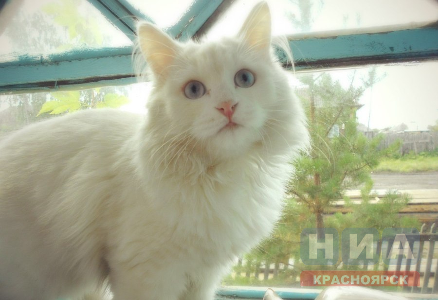 В красноярском Солнечном на два месяца ввели карантин в квартире, где жила кошка с бешенством