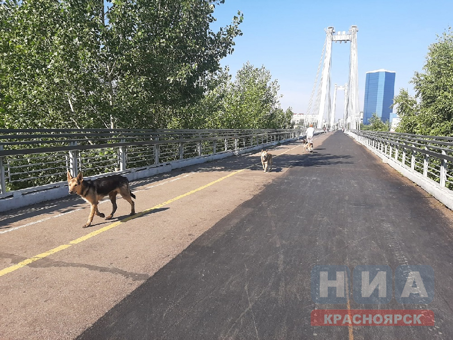 В Красноярском крае зарегистрировали 14 случае заболевания бешенством у животных