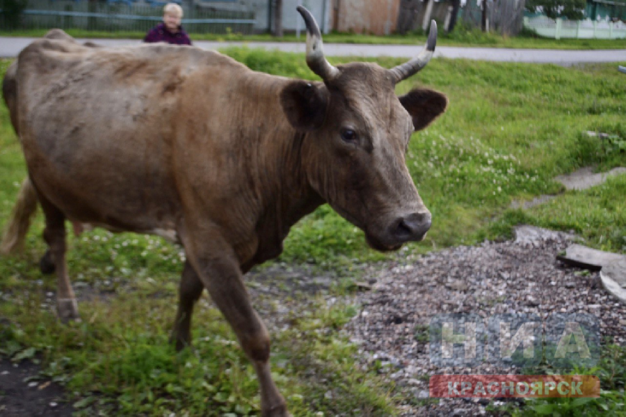 Более 30 коров экспортировали в Узбекистан из Красноярского края