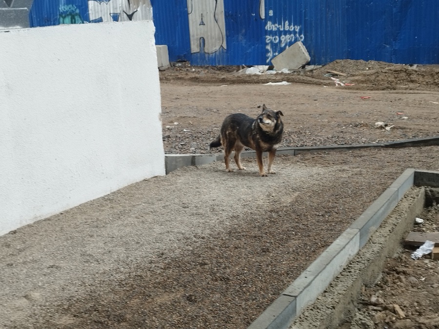 В Хакасии предложили усыплять агрессивных собак
