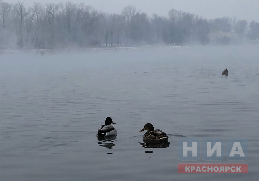 С 1 апреля в Красноярском крае начнется подготовка к весенне-летнему сезону охоты