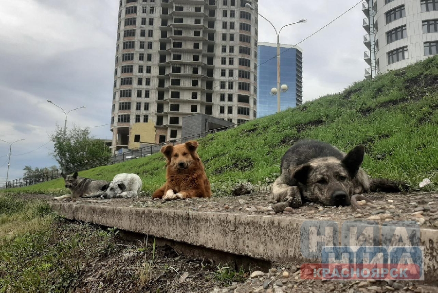 Почти 600 бездомных собак стерилизовали в Красноярске