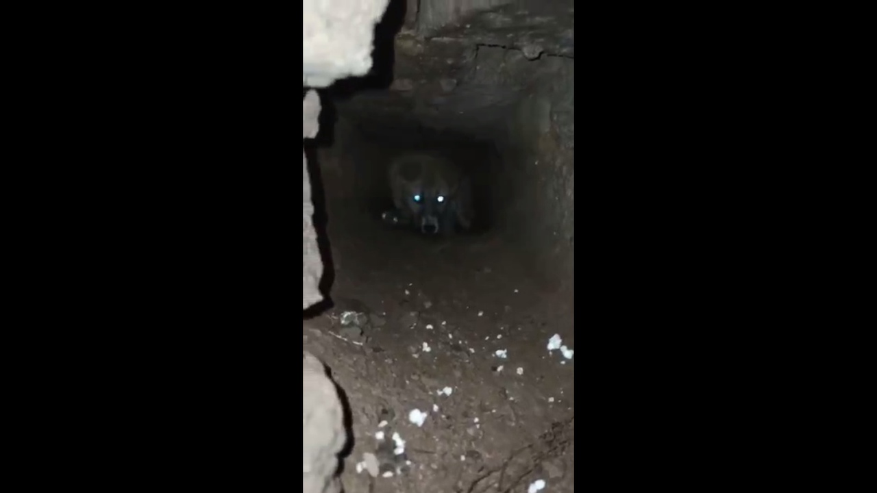 Красноярки забрались в заброшенный колодец, чтобы спасти бездомного щенка