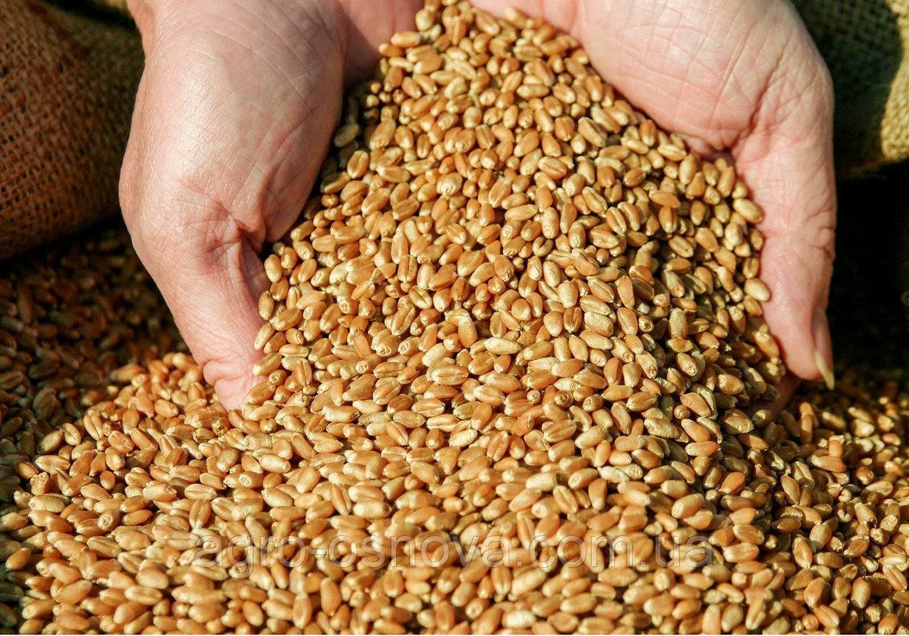 В Красноярском крае сняли с продажи 225 тонн кормовой пшеницы