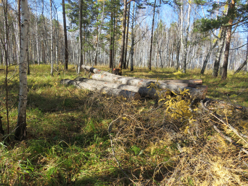 В Емельяновском районе «черные» лесорубы незаконно заготовили древесину на 77 млн рублей