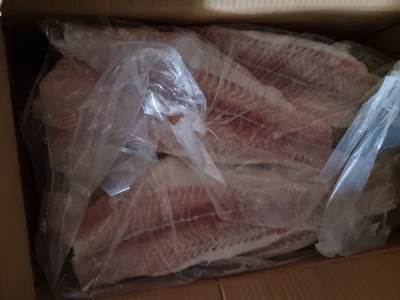 pangasius