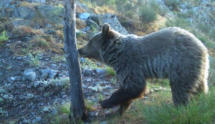 Медведь попался в фотоловушку Саяно-Шушенского заповедника, когда валил сухое дерево