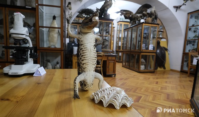 Чучело исчезающего вида крокодилов изъяли у туристов и передали в зоомузей ТГУ