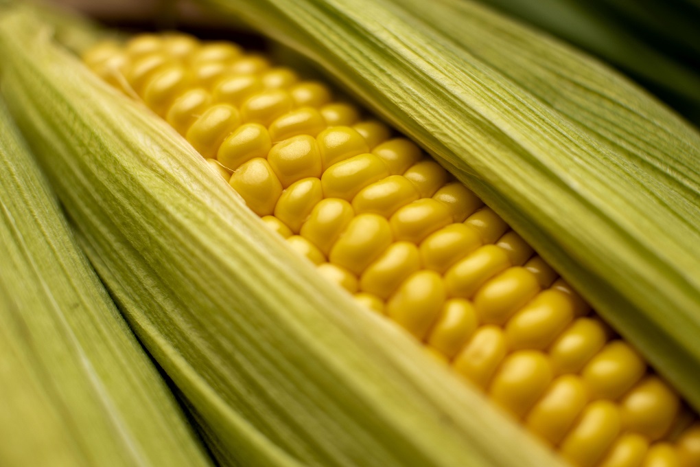 high angle corn composition close up copy