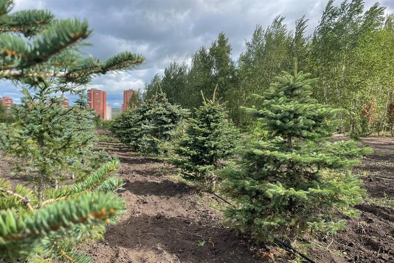 Площадь красноярского питомника, где выращивают деревья и кустарники, увеличилась на 1,5 га