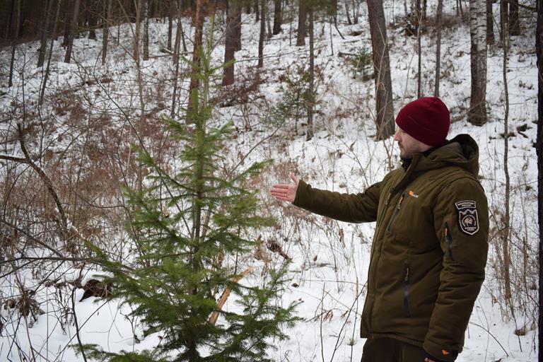 Красноярцам напоминают об уголовной ответственности за незаконную рубку новогодних деревьев