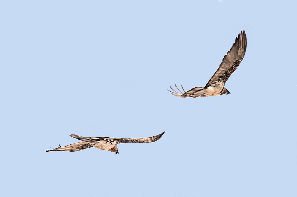 Хищные птицы красноярского края фото и названия