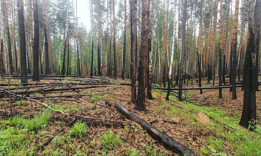 Бизнесмен получил срок за вырубку леса на 10,6 млн рублей в Бирилюсском районе