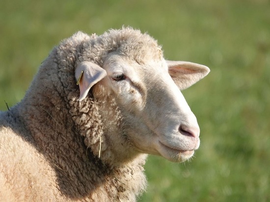 В Тыве власти предоставят семье каждого мобилизованного по живой овце