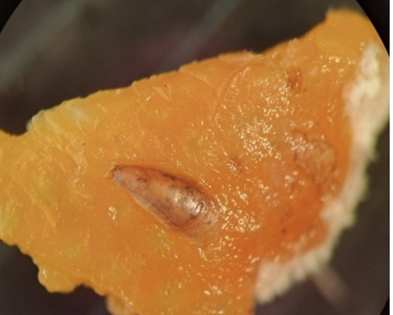В городских супермаркетах можно приобрести мандарины с вредителями