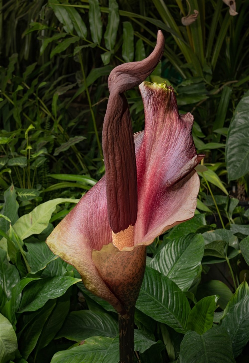 Цветок с запахом тухлого мяса покажут в томском Ботаническом саду