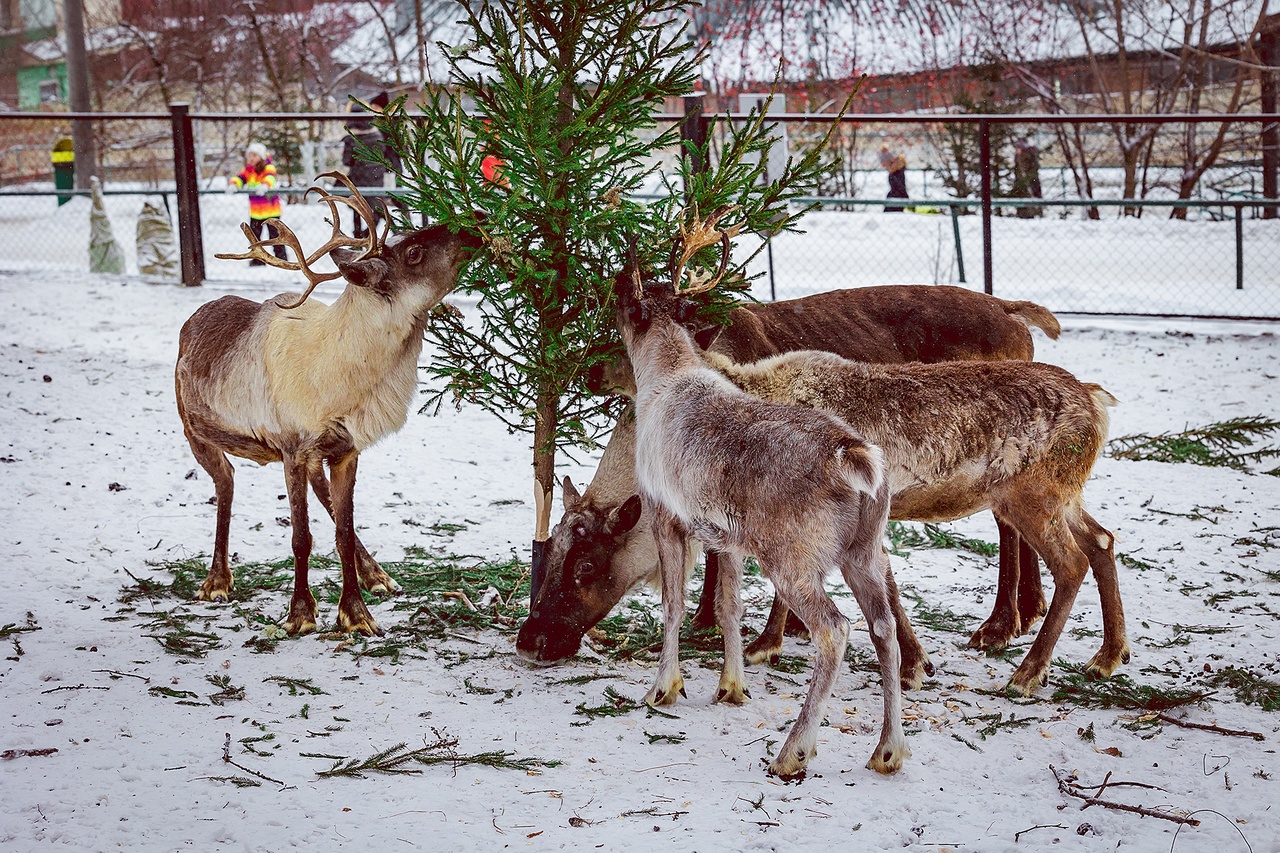 Красноярский парк «Роев ручей» поблагодарил красноярцев за ёлки для животных