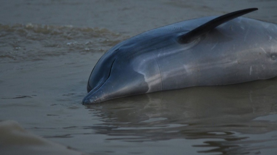 Массовая гибель дельфинов из-за рекордной температуры воды