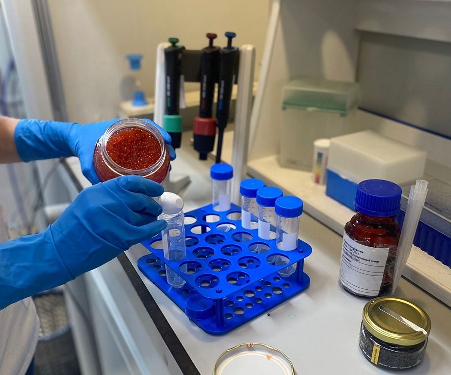 Красноярские специалисты обнаружили в красной икре бактерии кишечной палочки и плесневых грибов