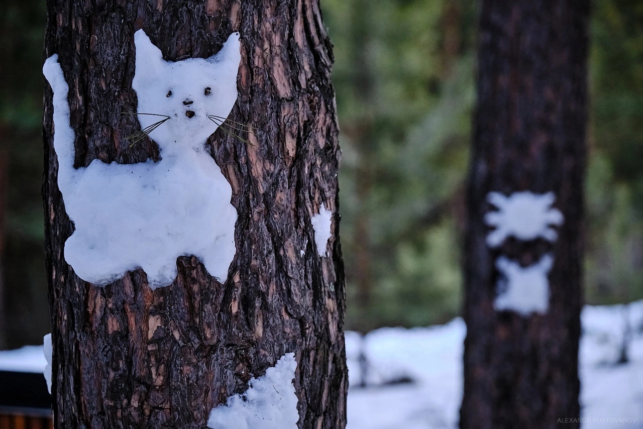 В эко-парке «Гремячья грива» необычные снеговики на деревьях