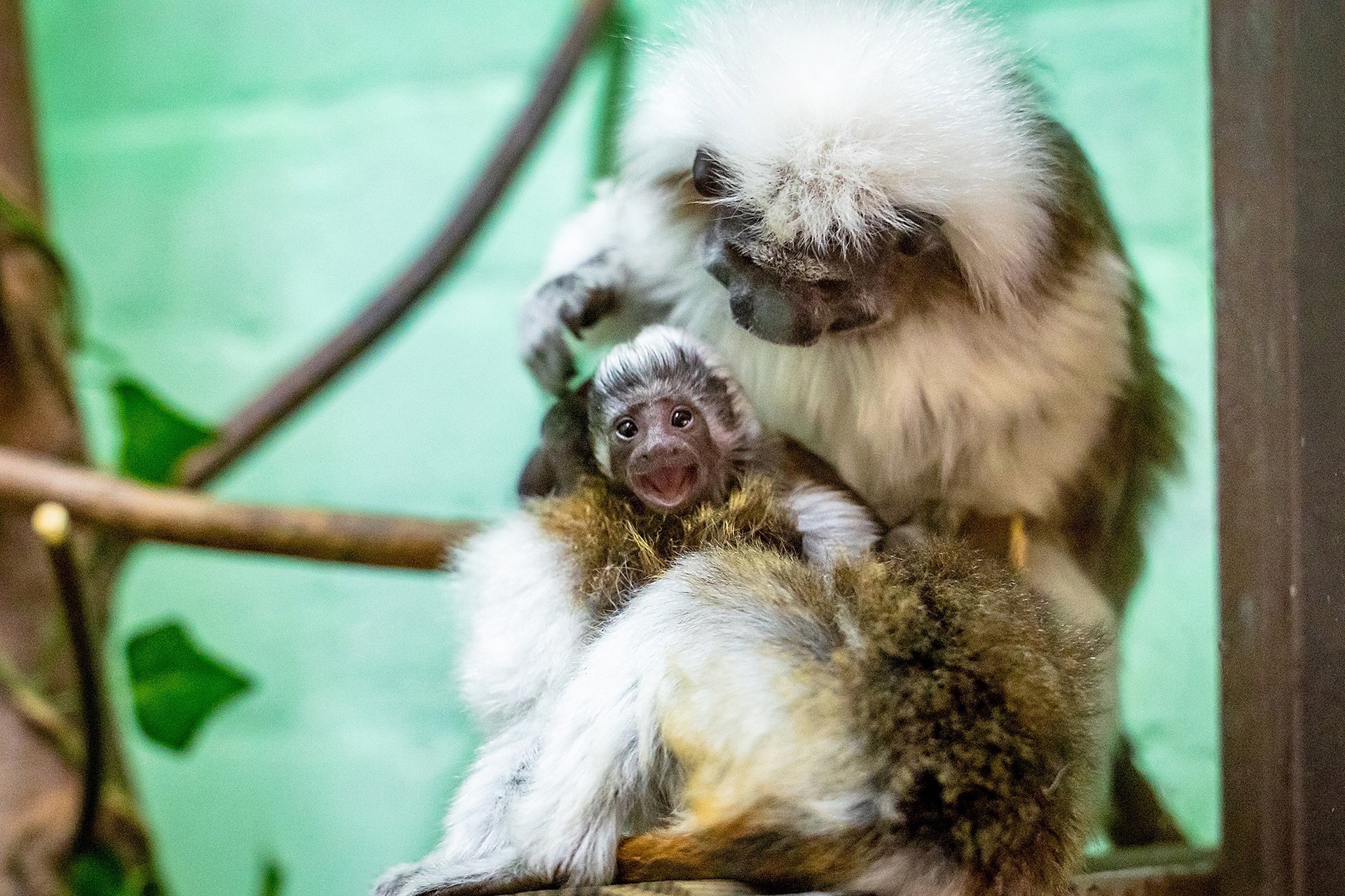 В «Роевом ручье» родились тамарины – маленькие обезьянки