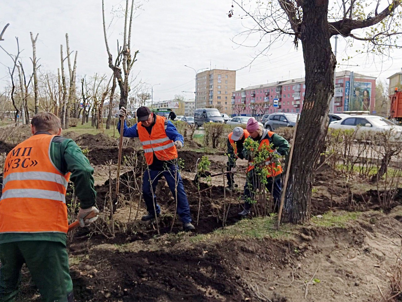 В Красноярске пересаживают деревья, попадающие под зоны строительных работ