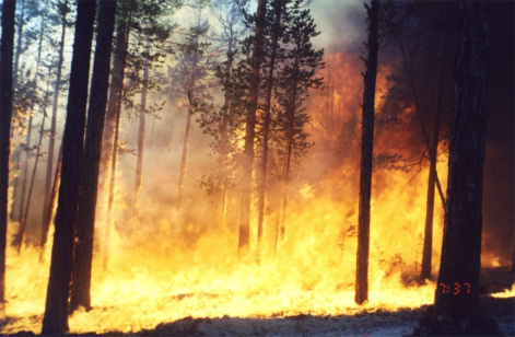 Северные леса сохраняют функцию поглотителя углерода, несмотря на изменение климата и увеличение частоты пожаров