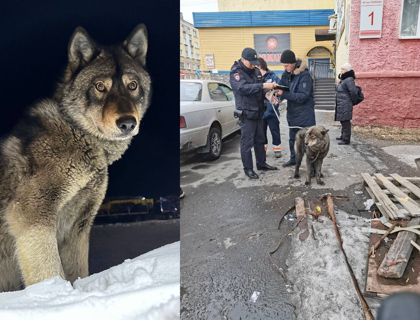 Волкособ на самовыгуле напугал северян