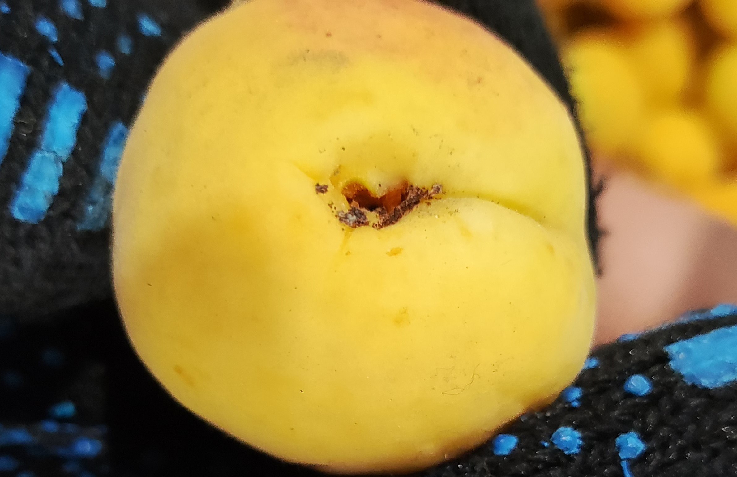 В абрикосах нашли опасную восточную плодожорку 