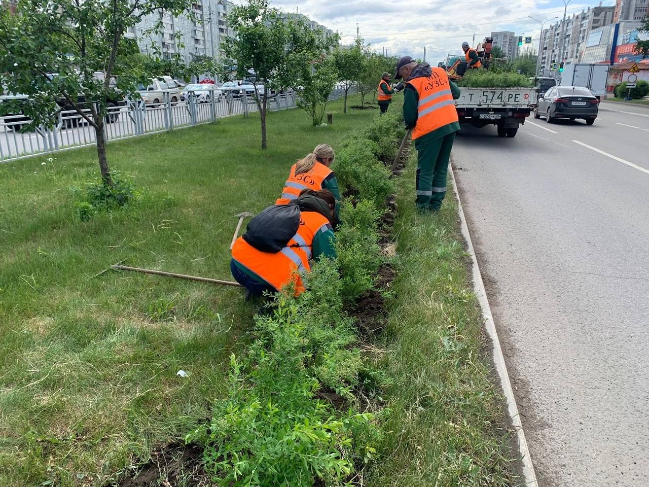 В Советском районе Красноярска высадили кусты спиреи Грифшейн