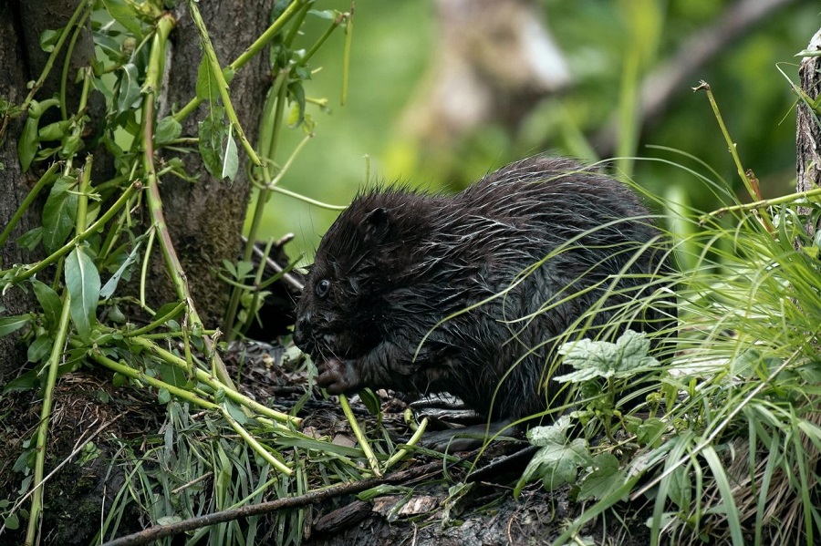 40ab8887616b94cd993f9