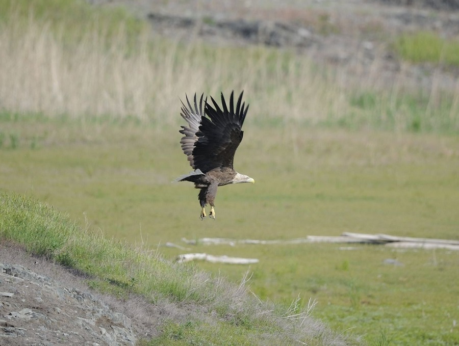 В Саяно-Шушенском заповеднике сфотографировали редкого орлана-белохвоста