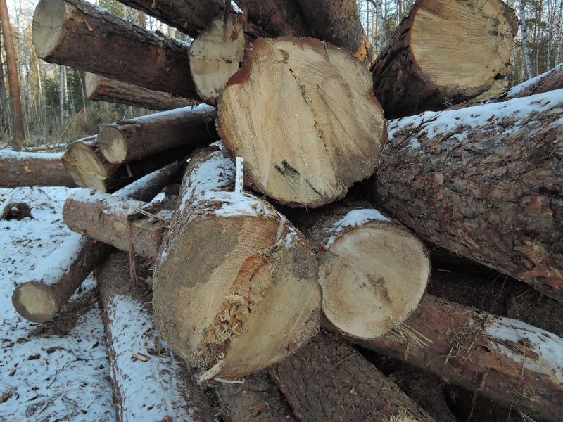 В Енисейском районе  «черные лесорубы» нанесли ущерб лесному фонду на сумму более 700 млн руболей
