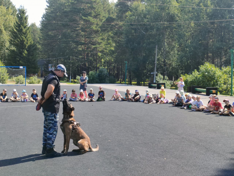 В Ачинске состоялся мастер-класс кинологического тандема в детском лагере «Сокол»