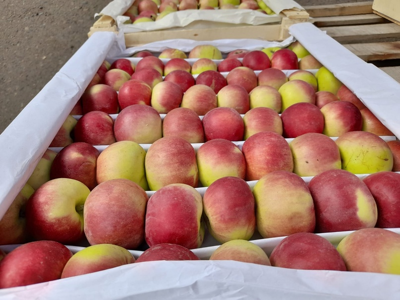 Россельхознадзор подсчитал, сколько яблок, из каких регионов и стран было ввезено в Красноярский край