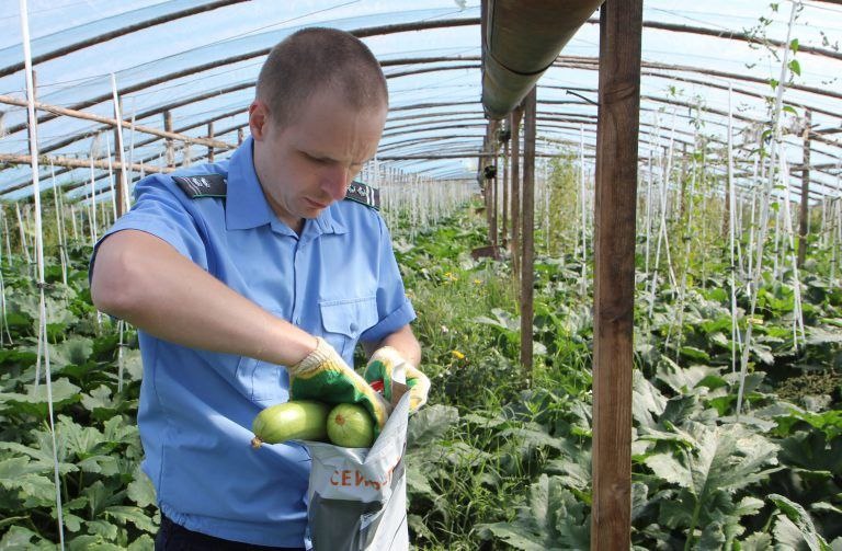 В Красноярском крае нашли небезопасные огурцы, кабачки и картошку
