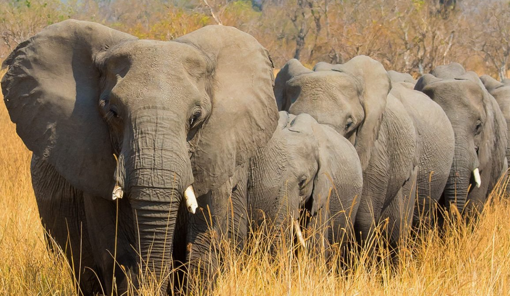 Президент Ботсваны Эрик Масиси пригрозил отправить в Германию 20 тысяч слонов