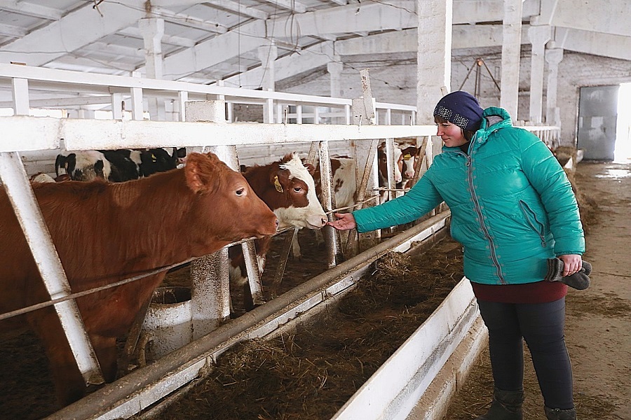 Производители молока в крае получат более  329 млн рублей