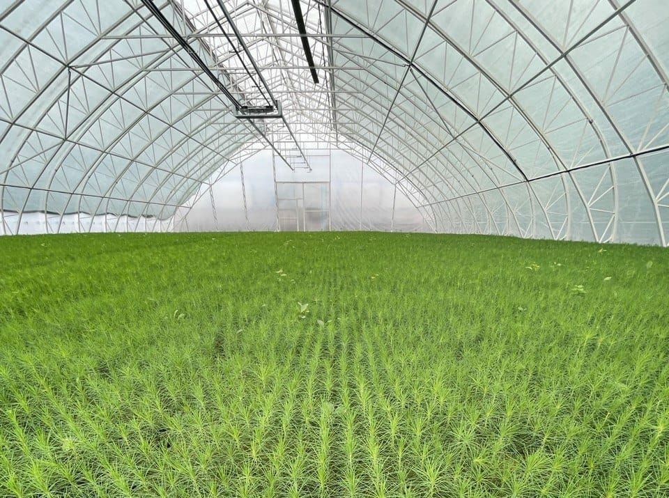 К 2027 году объем производства сеянцев с закрытой корневой системой в крае вырастет до 6 млн в год